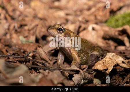 Gewöhnlicher Frosch (Rana temporaria) auf einem Waldboden Stockfoto