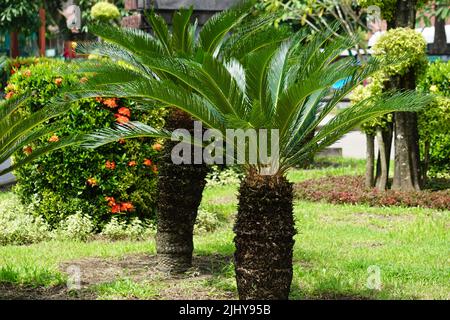 Cycas revoluta (pakis haji, Cycas revoluta, Sotetsu, Sagopalme, König Sago, Sago cycad, japanische Sagokalme) im Garten Stockfoto