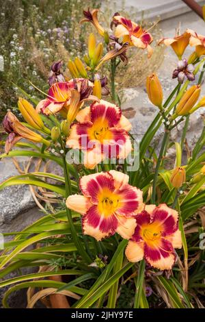 Asiatische Lilien im Garten des Nationaldenkmals César E. Chávez, Keene, Kalifornien Stockfoto