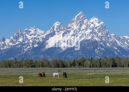 Pferde und Antilopen grasen unter der Teton Range, Grand Teton National Park, Wyoming Stockfoto