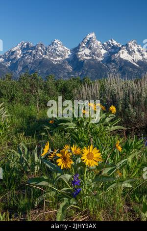 Die Ohren des Maultiers blühen im Frühling mit der schneebedeckten Teton Range im Hintergrund, dem Grand Teton National Park, Wyoming Stockfoto