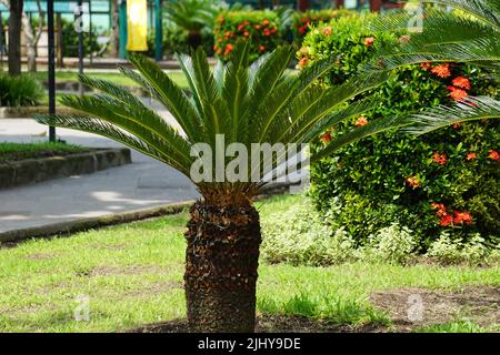 Cycas revoluta (pakis haji, Cycas revoluta, Sotetsu, Sagopalme, König Sago, Sago cycad, japanische Sagokalme) im Garten Stockfoto