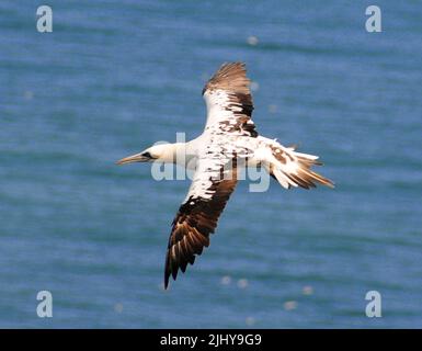 Unreife Gannet im Flug. Stockfoto