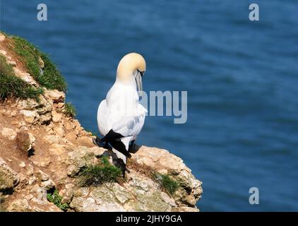 Gannet thront auf einer Klippe. Stockfoto