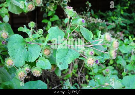 Blumen, Samenköpfe und Blätter von Klette. Stockfoto