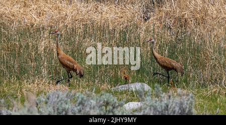 2 Erwachsene und 2 Küken-Sandhügelkräne werden im Gras getarnt, Yellowstone-Nationalpark, Wyoming Stockfoto