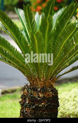 Cycas revoluta (pakis haji, Cycas revoluta, Sotetsu, Sagopalme, König Sago, Sago cycad, japanische Sagokalme) im Garten Stockfoto