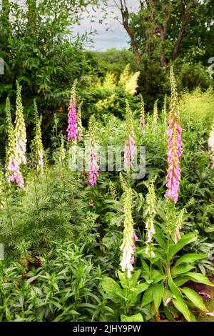 Weiße und rosafarbene Fuchshandschuhe wachsen und blühen in einem üppigen grünen Garten zu Hause. Büsche von digitalis purpurea blüht in landschaftlich gestalteten und Stockfoto