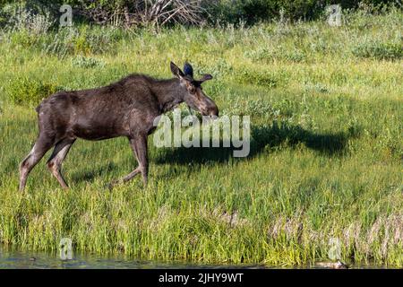 Junge Bullenelche schlendern durch die Gräser bei Schwabacher Landing, Grand Teton National Park, Wyoming Stockfoto