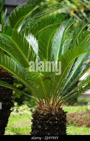 Cycas revoluta (pakis haji, Cycas revoluta, Sotetsu, Sagopalme, König Sago, Sago cycad, japanische Sagokalme) im Garten Stockfoto