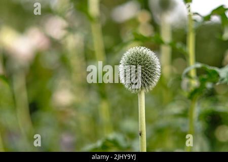 Wilde Kugeldistel oder echinops exaltatus Blumen wachsen in einem botanischen Garten mit verschwommenem Hintergrund und Kopieraum. Nahaufnahme der Arten der asteraceae Stockfoto