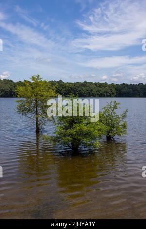 Stand von Baldzypressen (Taxodium distichum) im Wasser, Trap Pond State Park, Delaware Stockfoto