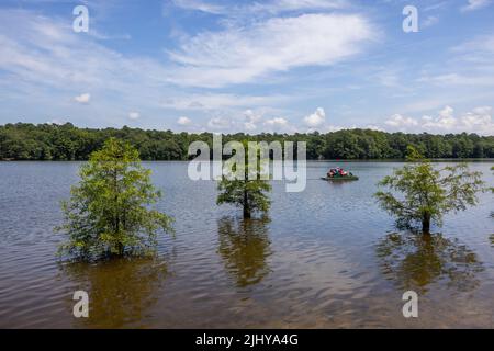 Stand von Baldzypressen (Taxodium distichum) im Wasser, Trap Pond State Park, Delaware Stockfoto