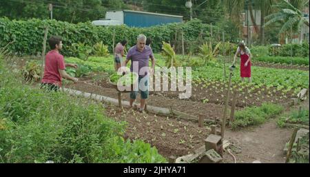 Eine Gruppe von Bauern, die in der städtischen Kleinlandwirtschaft Nahrung anbauen. Menschen, die den Boden behandeln und in der Farm spazieren gehen. Diverse Bauern p Stockfoto