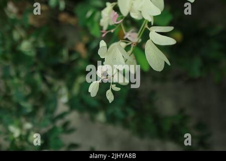 Eine selektive Fokusaufnahme von blühender weißer Akazie (Robinia pseudoaccia) Stockfoto