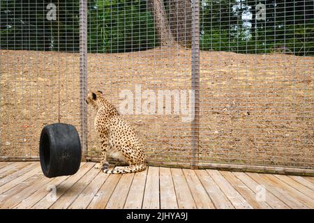 Ein Gepard in seinem Käfig, mit einer kleinen Reifenschaukel. Im Wild Cat Adventure Sanctuary im ländlichen Sonoma County, Nordkalifornien. Stockfoto