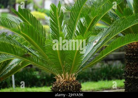 Cycas revoluta (pakis haji, Cycas revoluta, Sotetsu, Sagopalme, König Sago, Sago cycad, japanische Sagokalme) im Garten Stockfoto