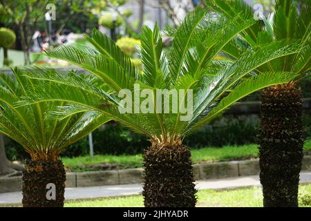 Cycas revoluta (pakis haji, Cycas revoluta, Sotetsu, Sagopalme, König Sago, Sago cycad, japanische Sagokalme) im Garten Stockfoto