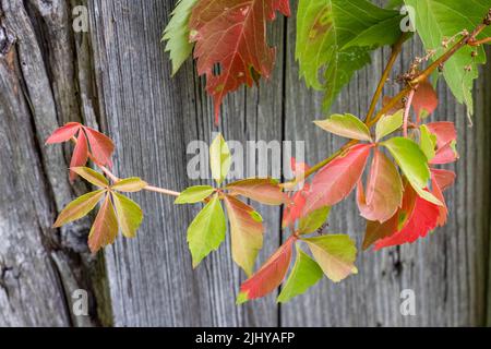 Virginia-Kriecher (Parthenocissus quinquefolia), Farbwechsel auf einer hölzernen Scheune, Prospect, Connecticut Stockfoto