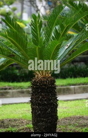 Cycas revoluta (pakis haji, Cycas revoluta, Sotetsu, Sagopalme, König Sago, Sago cycad, japanische Sagokalme) im Garten Stockfoto