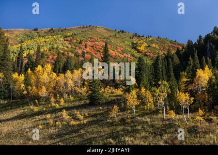 Im Herbst quakende Espe, Big Cottonwood Canyon, Wasatch Mountains, Utah Stockfoto