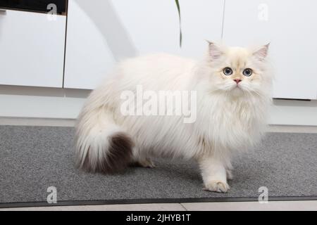 Britisches Langhaar-Kätzchen in silberner Farbe auf schwarzem Hintergrund. Niedliches flauschiges Kätzchen mit blauen Augen. Haustiere im gemütlichen Zuhause. Webbanner von oben nach unten. Lustig Stockfoto