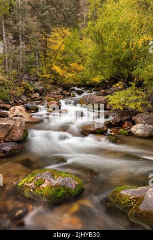 Big Cottonwood Creek im Herbst, Wasatch National Forest, Wasatch Mountains, Utah Stockfoto