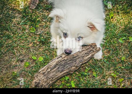 Neun Wochen alter amerikanischer Eskimo Welpe, der auf einem Stück Holz kaut und in einem Wohnhof aufschaut Stockfoto