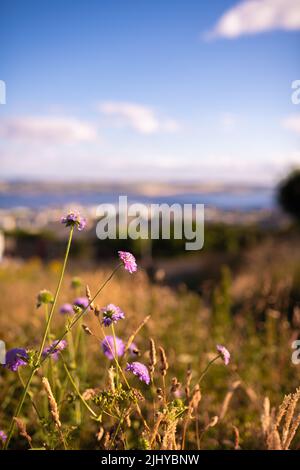 Dundee, Großbritannien. Juni 2022. Blick auf die Tay Rail Bridge vom Dundee Law, Law Hill im Sommer mit dem Fluss Tay und Fife im Hintergrund. Stockfoto