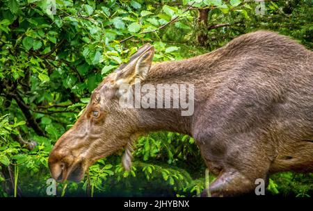 Elchweibchen beim Essen und Wandern im Wald in Alaska USA Stockfoto