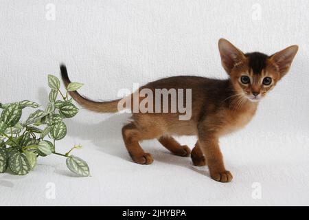 Abessinisches Kätzchen, weißer Wandhintergrund. Junge schöne reinrassige rote kurzhaarige Kitty. Kleine niedliche Haustiere im gemütlichen Zuhause. Banner in der Draufsicht. Lustig Stockfoto