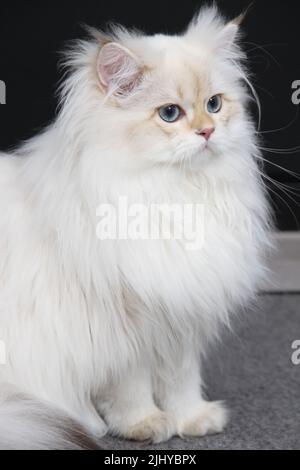 Britisches Langhaar-Kätzchen in silberner Farbe auf schwarzem Hintergrund. Niedliches flauschiges Kätzchen mit blauen Augen. Haustiere im gemütlichen Zuhause. Webbanner von oben nach unten. Lustig Stockfoto