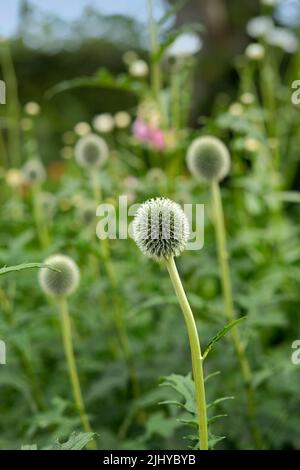 Nahaufnahme des blauen Globe Thistle, der in einem grünen Garten mit verschwommenem Hintergrund und Bokeh wächst. Makro-Details von weichen Blumen in Harmonie mit der Natur Stockfoto