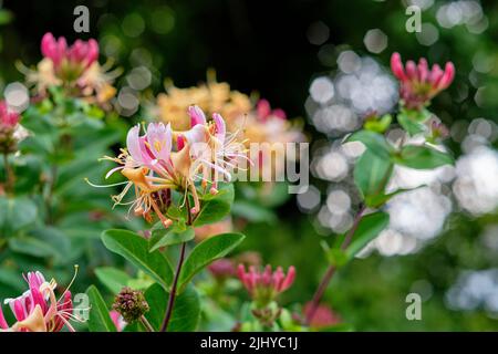 Europäische Geißelblüte, die in einem Garten blüht. Nahaufnahme Details von bunten Blütenblättern im Freien im Sommer. Schöne lebendige lonicera periclymenum Stockfoto