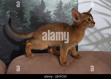 Abessinisches Kätzchen, weißer Wandhintergrund. Junge schöne reinrassige rote kurzhaarige Kitty. Kleine niedliche Haustiere im gemütlichen Zuhause. Banner in der Draufsicht. Lustig Stockfoto