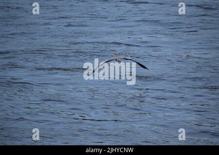 Grauer Reiher, der über den blauen Rhein fliegt Stockfoto