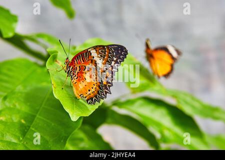 Paar rote Lacewing Schmetterlinge auf grüner Pflanze Stockfoto