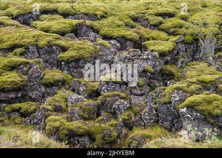 Moos bedeckte Lavagesteine im Nationalpark Þingvellir in der Gemeinde Bláskógabyggð im Südwesten Islands Stockfoto