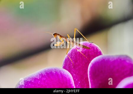 Baby Pray Mantis Insekt auf rosa Orchideenblüte Stockfoto