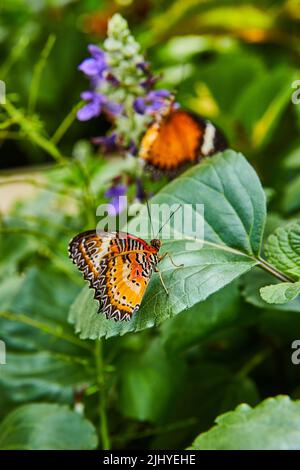 Detail eines Paares von roten Lacewing Schmetterlingen auf lila Blüten Stockfoto