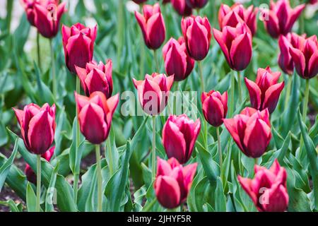 Leuchtende lila und rosa Blüten im Bereich der Frühlingszwiespen Stockfoto