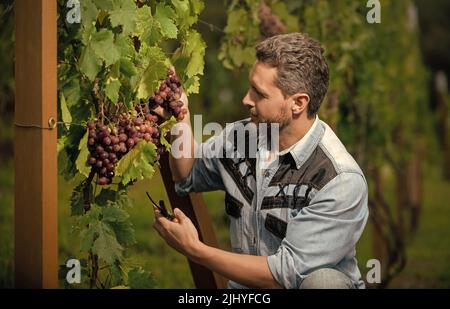 Lächelnder Kerl Harvester auf Sommerernte. Enologe mit Gartenschere. Landwirt geschnitten Weinrebe Stockfoto