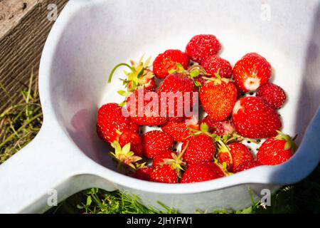 Ernte von süßen, leckeren Beeren in einem Sieb zum Essen. Stockfoto