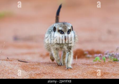 Erdmännchen-Baby (Suricata suricatta) geht zur Kamera. Kalahari, Transfrontier National Park, Südafrika Stockfoto