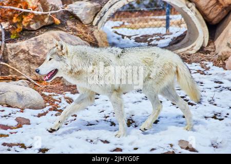 Bild des weißen Wolfes, der auf verschneite Landschaft im Park läuft Stockfoto