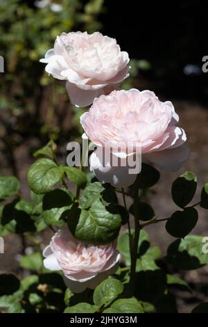 Rosa „Königin von Schweden“. Stockfoto