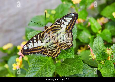 Bild von bunten braunen Clipper Schmetterling ruht auf grünen Blättern Stockfoto