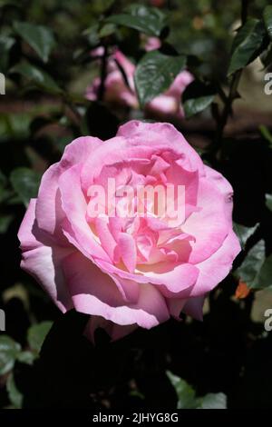 Rosa „Pink Promise“-Hybrid-Teerose. Stockfoto