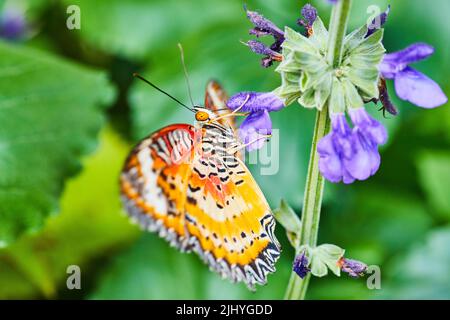 Bild des roten Lacewing Schmetterlings, der sich auf violetten Blüten ernährt Stockfoto