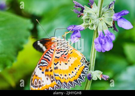 Detail des roten Lacewing Schmetterlings, der sich auf violetten Blüten ernährt Stockfoto